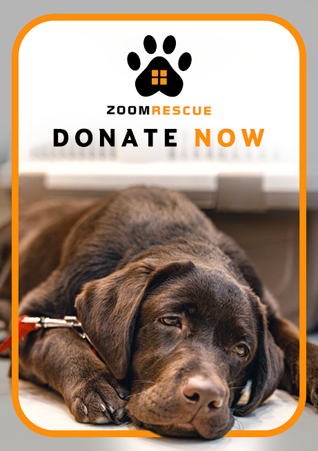 Add $5 to help feed a foster dog